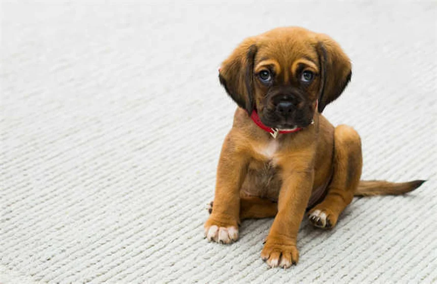 ¿Por qué mi perro rechina los dientes? Causas y soluciones