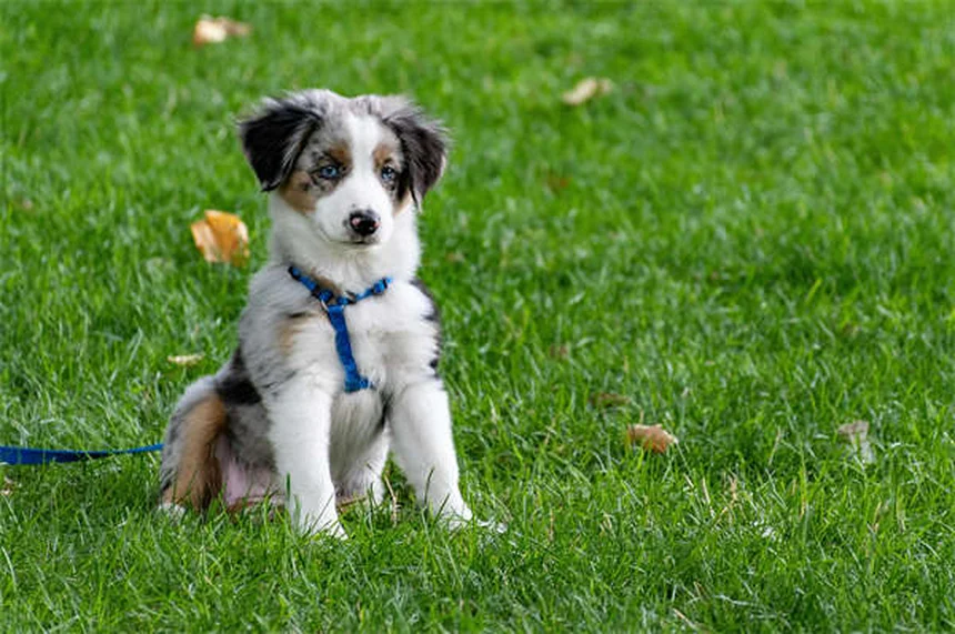 ¿Por qué mi perro rechina los dientes? Causas y soluciones