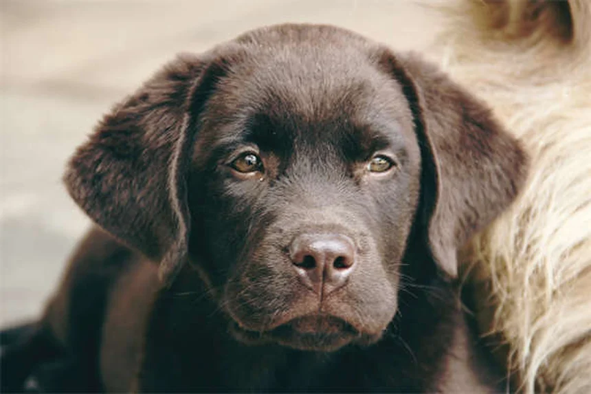 ¿Por qué mi perro rechina los dientes? Causas y soluciones