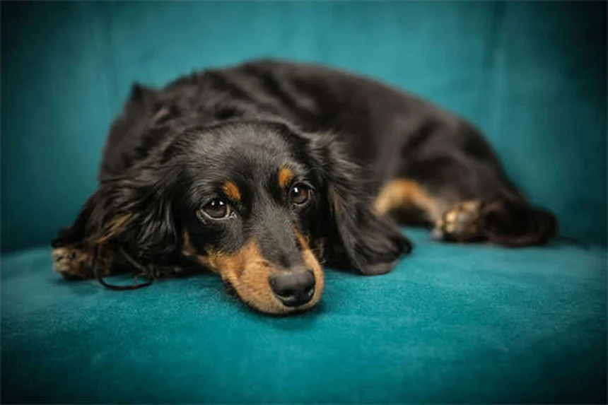 Juguetes para hámster: 5 opciones seguras que tu mascota adorará