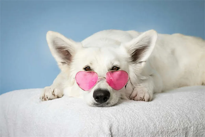 Juguetes para hámster: 5 opciones seguras que tu mascota adorará