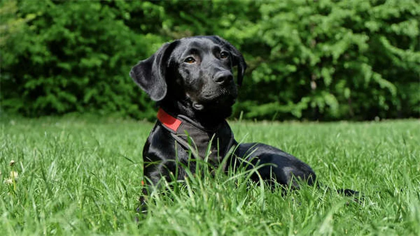 Ojos rojos en perros: causas y cuándo acudir al veterinario