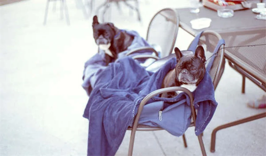 ¿Por qué los perros persiguen su cola? Descubre las 5 razones principales