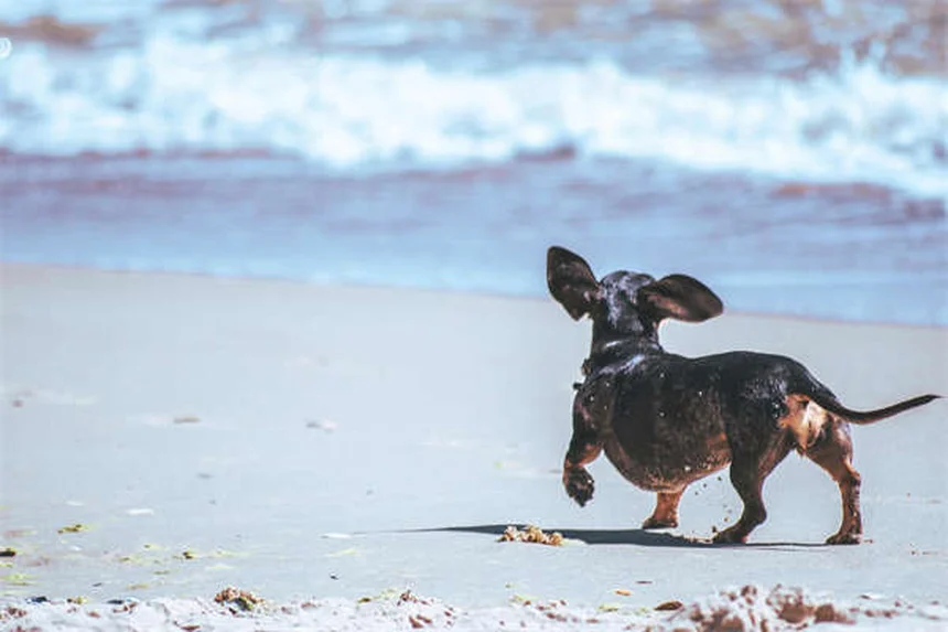 Praziquantel para perros y gatos: Guía completa sobre este antiparasitario