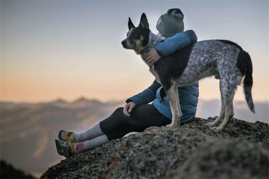 Praziquantel para perros y gatos: Guía completa sobre este antiparasitario