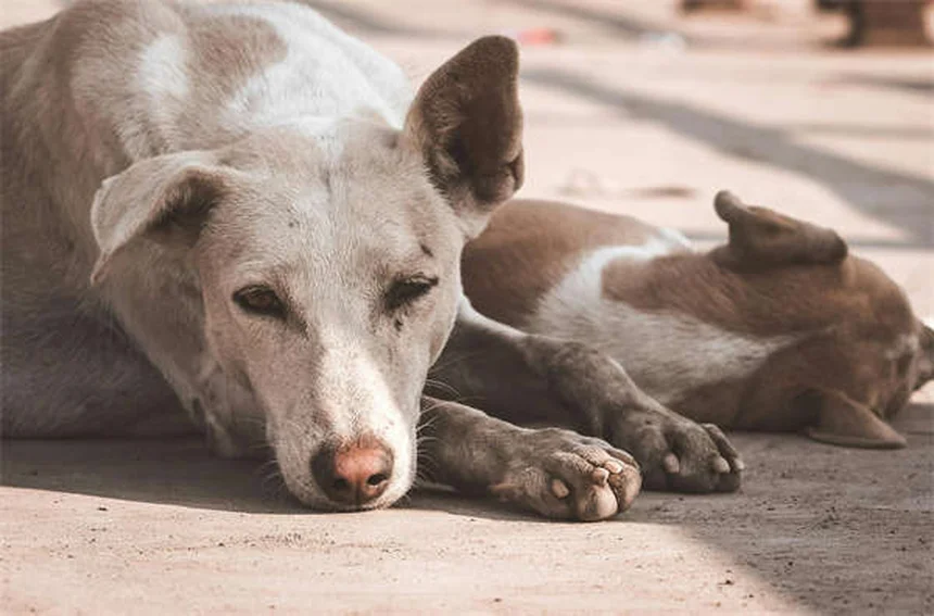 Praziquantel para perros y gatos: Guía completa sobre este antiparasitario