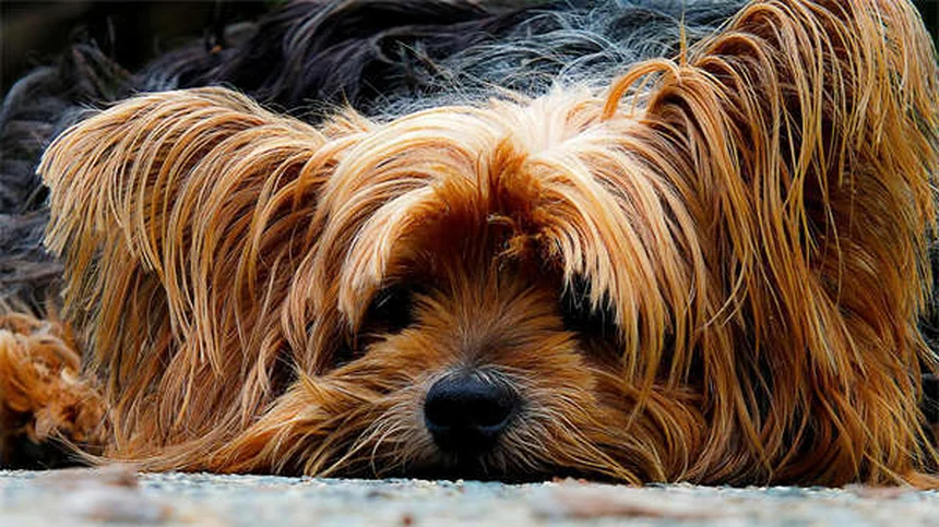 ¿Cómo eliminar pulgas y garrapatas en perros rápido y efectivo?