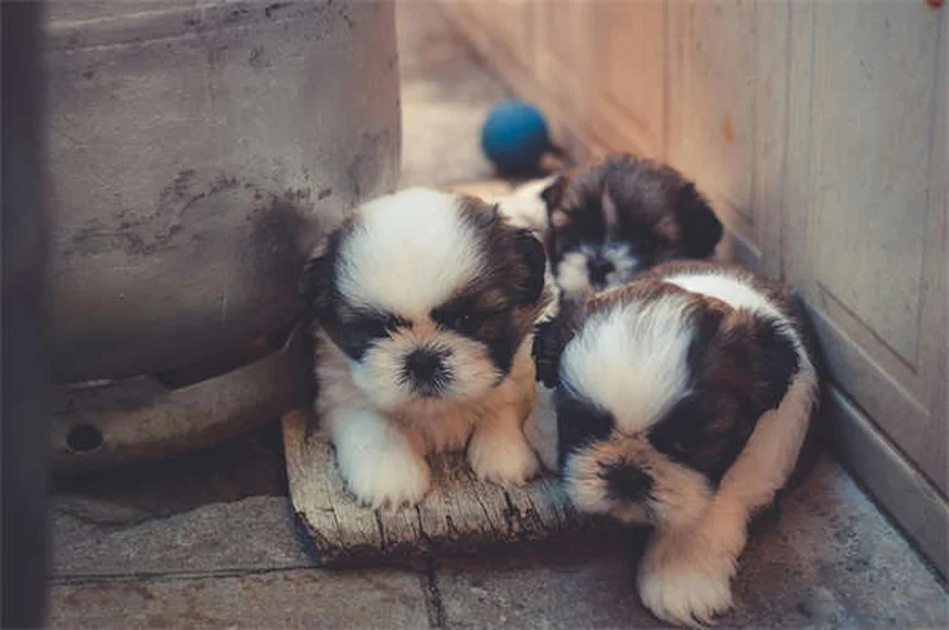 ¿Cómo eliminar pulgas y garrapatas en perros rápido y efectivo?