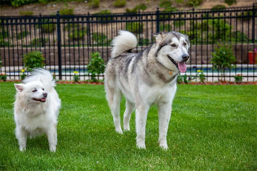 Cambios de comportamiento en perros mayores: Guía completa para dueños