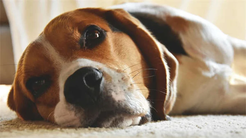 Cambios de comportamiento en perros mayores: Guía completa para dueños