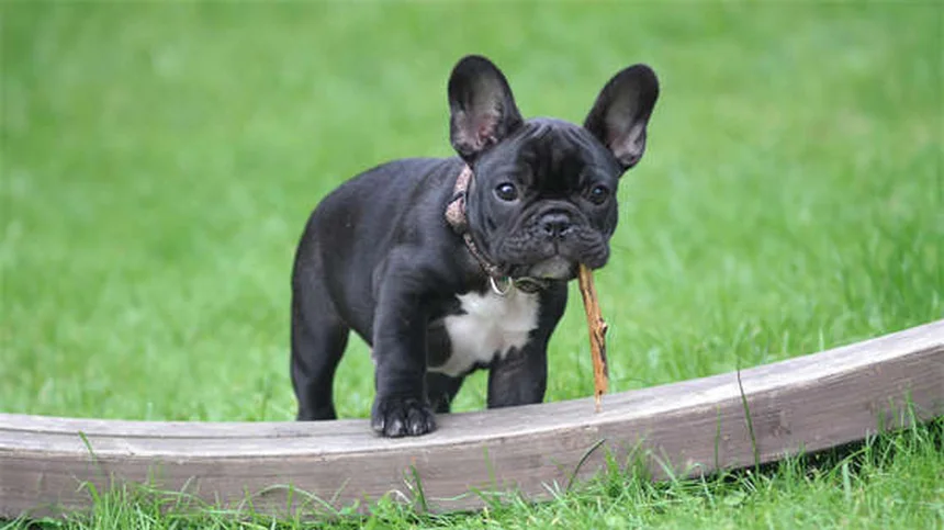 Cambios de comportamiento en perros mayores: Guía completa para dueños