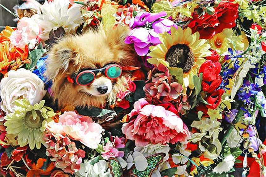 ¿Por qué mi gato me da cabezazos? La tierna razón detrás de este gesto