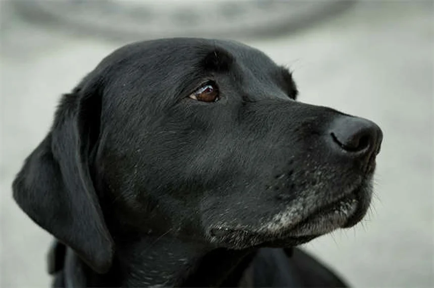 7 Métodos Infalibles para Limpiar las Patas de tu Perro ¡Como un Profesional!