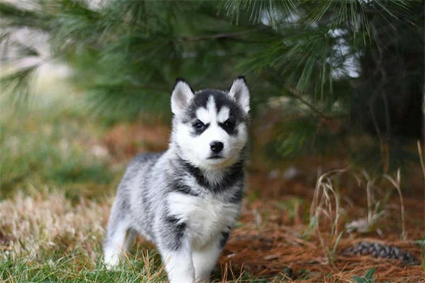 20 peligros de primavera para mascotas que debes conocer