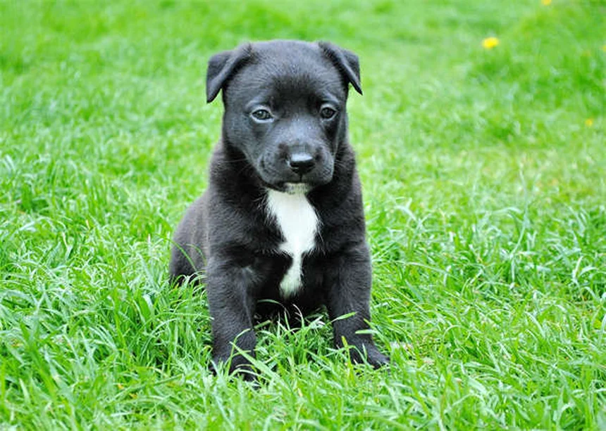 20 peligros de primavera para mascotas que debes conocer
