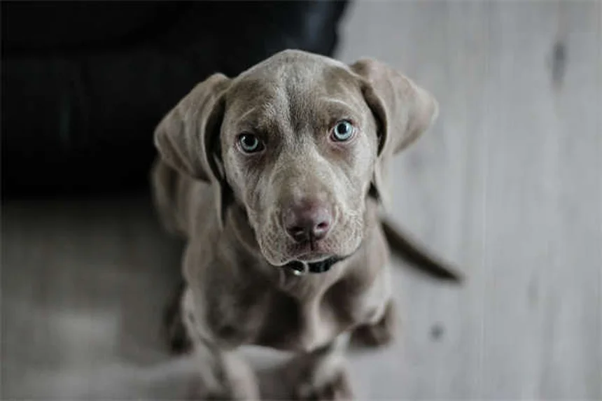20 peligros de primavera para mascotas que debes conocer