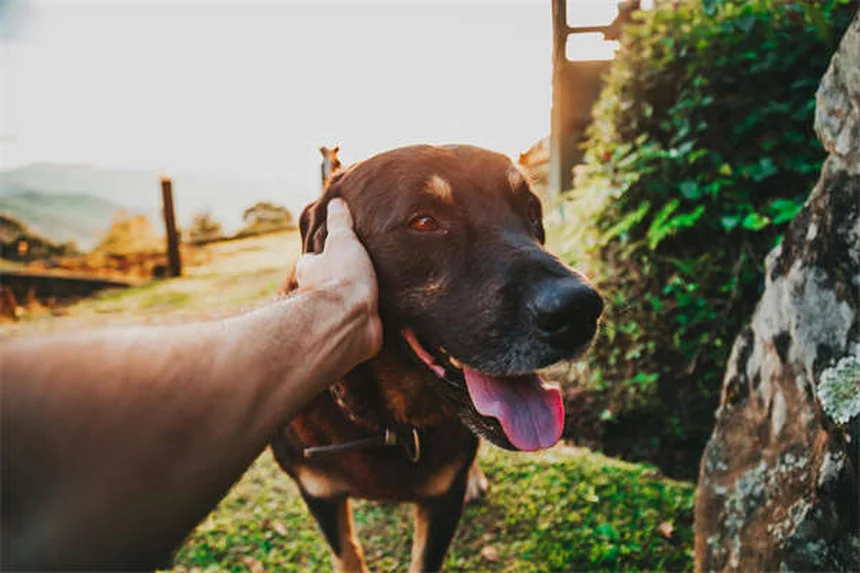 5 lecciones de amor que solo tu mascota puede enseñarte