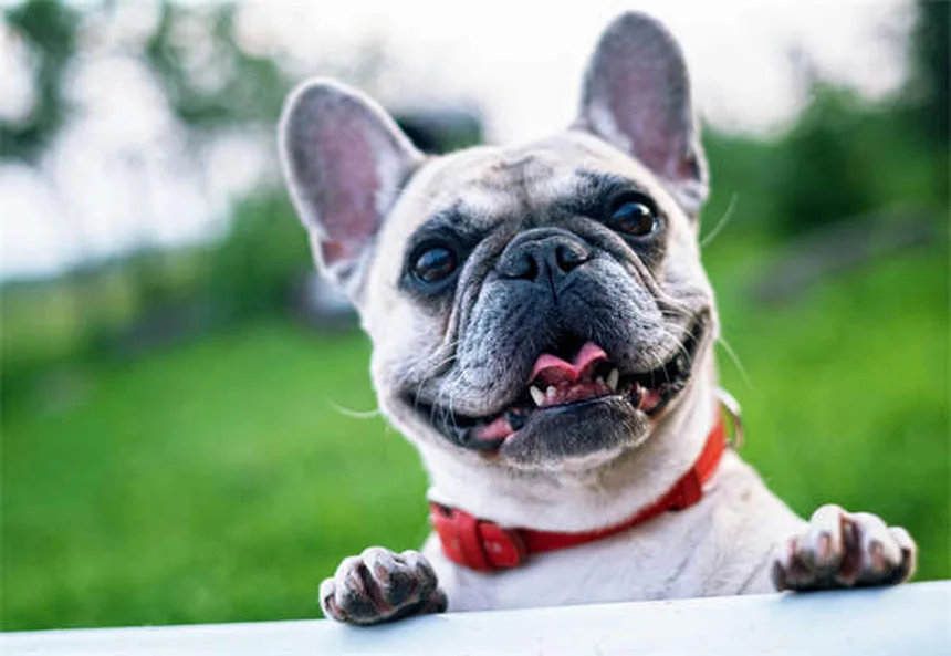 ¡Enséñale a tu perro a venir cuando lo llamas en 5 pasos fáciles!