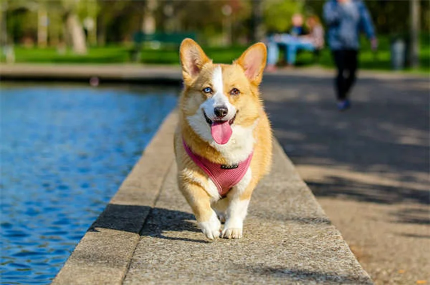 ¿Cuánto dura el embarazo de una perra? Guía completa de gestación canina