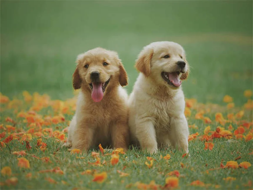 ¿Cuánto dura el embarazo de una perra? Guía completa de gestación canina