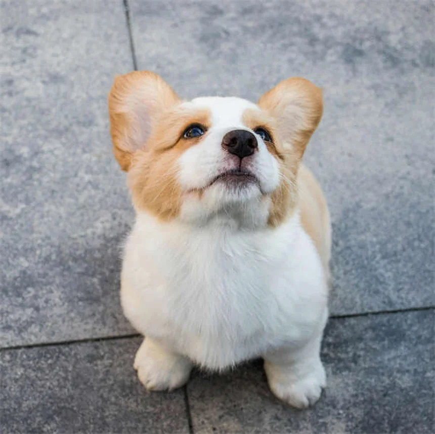 5 estimulantes del apetito para perros recomendados por veterinarios