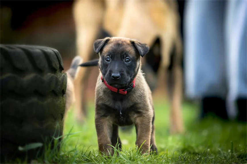 ¿Por qué los perros patean después de hacer caca? Descubre el fascinante motivo