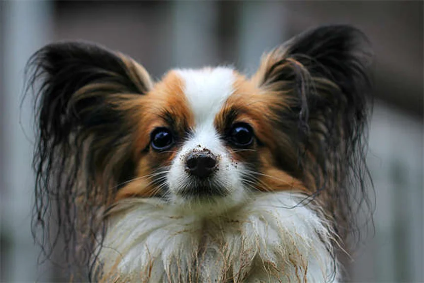 ¿Por qué los perros patean después de hacer caca? Descubre el fascinante motivo