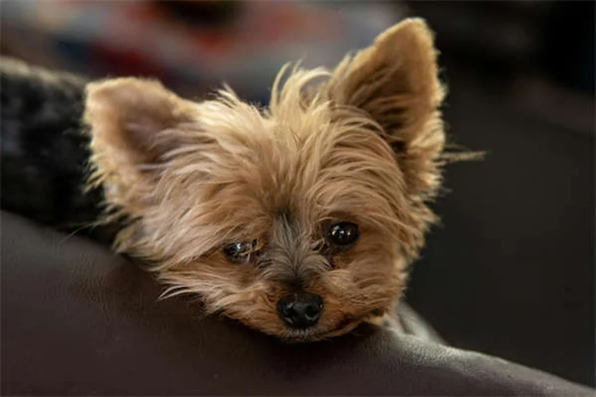 10 errores que NO debes cometer en el veterinario con tu mascota