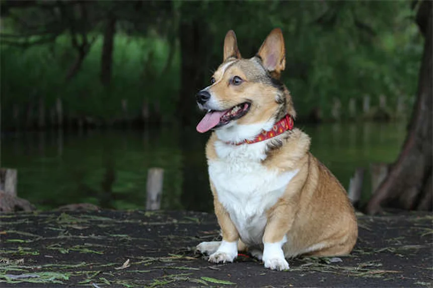 10 errores que NO debes cometer en el veterinario con tu mascota
