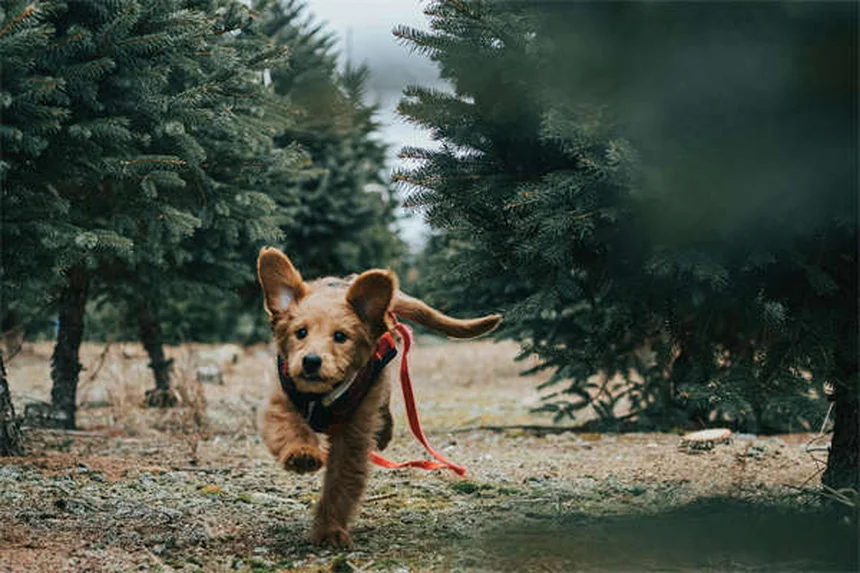 Mitotano para perros: Guía completa sobre el tratamiento del síndrome de Cushing