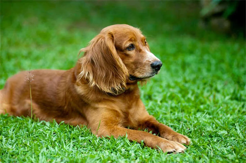 Los 10 mejores juguetes para perros mayores: diversión y salud en su etapa dorada
