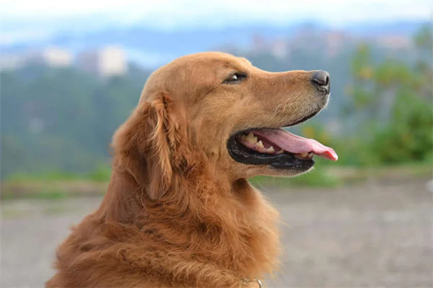 Los 10 mejores juguetes para perros mayores: diversión y salud en su etapa dorada