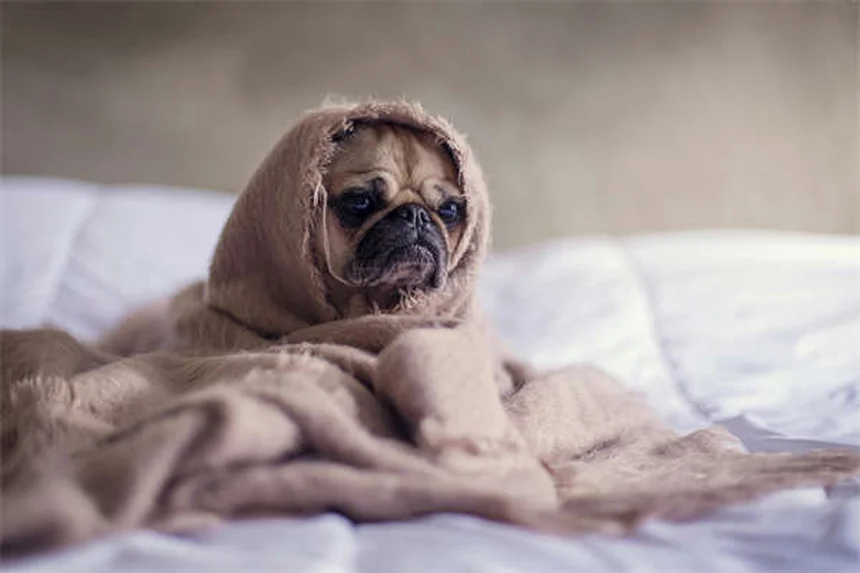 10 razas de gatos grandes que conquistarán tu hogar